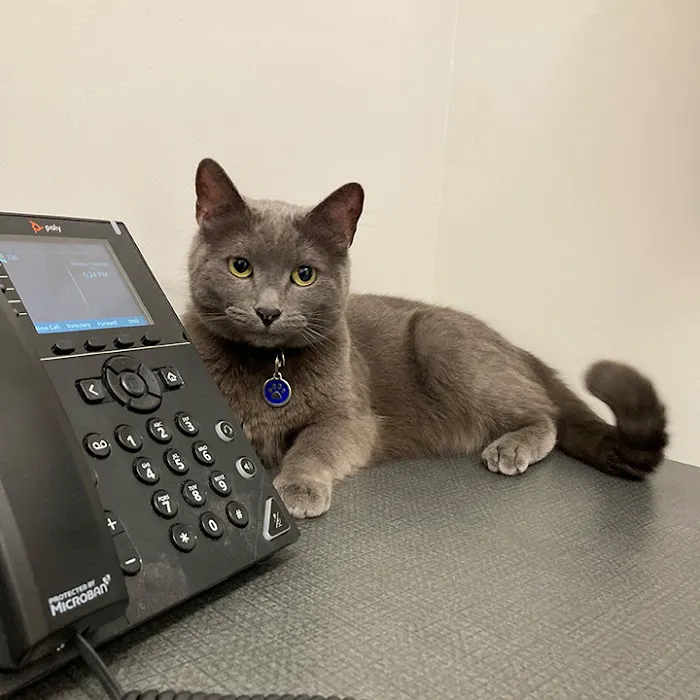 Boston Veterinary Clinic Picture 8