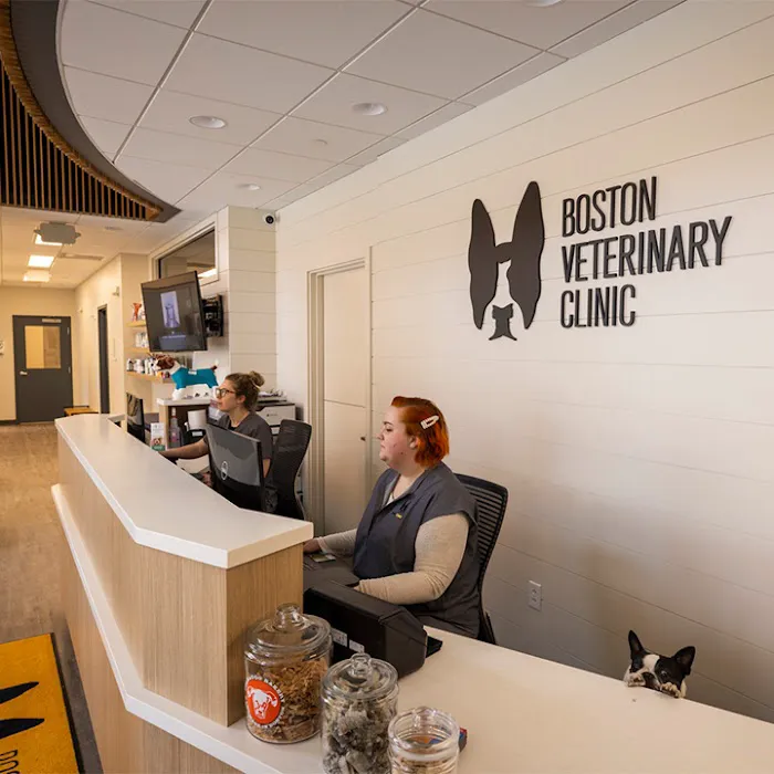 Boston Veterinary Clinic Picture 10