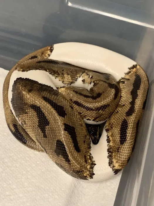 Scales Exotic Reptiles Pet Shop Picture 1
