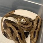 Scales Exotic Reptiles Pet Shop