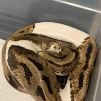 Scales Exotic Reptiles Pet Shop ico