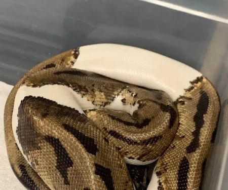 Scales Exotic Reptiles Pet Shop
