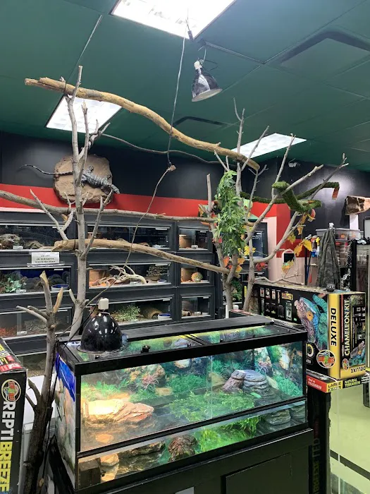 Scales Exotic Reptiles Pet Shop Picture 3
