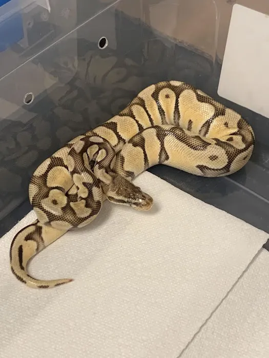 Scales Exotic Reptiles Pet Shop Picture 5