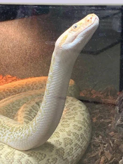 Scales Exotic Reptiles Pet Shop Picture 7