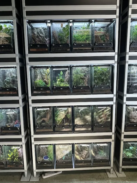 Scales Exotic Reptiles Pet Shop Picture 8