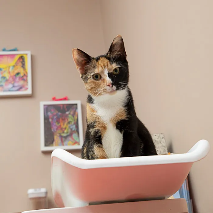 Boston Veterinary Clinic Picture 4