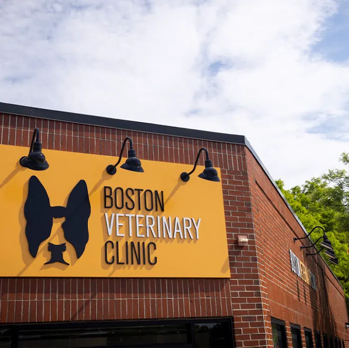 Boston Veterinary Clinic Picture 2