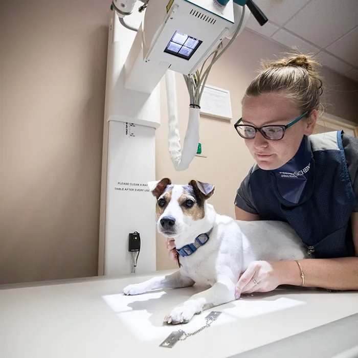 Boston Veterinary Clinic Picture 9