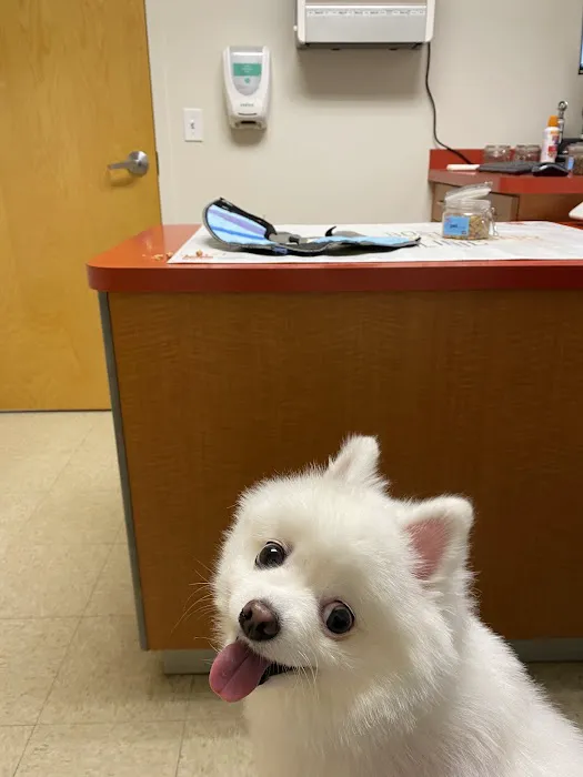 Boston Veterinary Clinic Picture 10