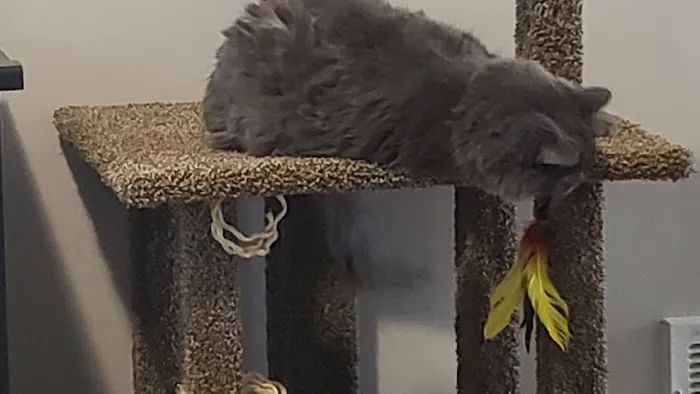 SLC CAT Towers Picture 3