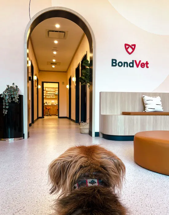 Bond Vet - Seaport Picture 10