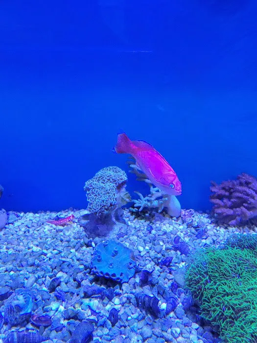 OCD Reefs Picture 2