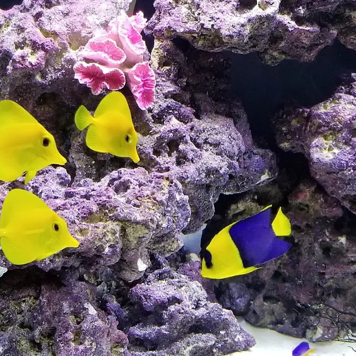 OCD Reefs Picture 4