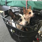 Sleepy Dog Veterinary