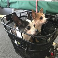 Sleepy Dog Veterinary ico