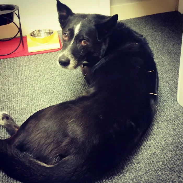 Sleepy Dog Veterinary Picture 5
