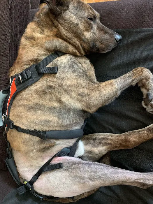 Sleepy Dog Veterinary Picture 4