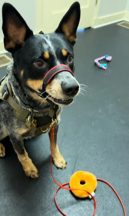 Sleepy Dog Veterinary Picture 8