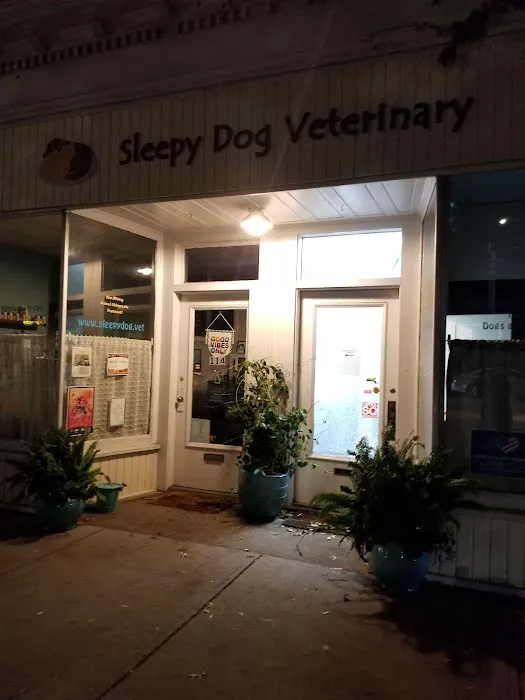 Sleepy Dog Veterinary Picture 9
