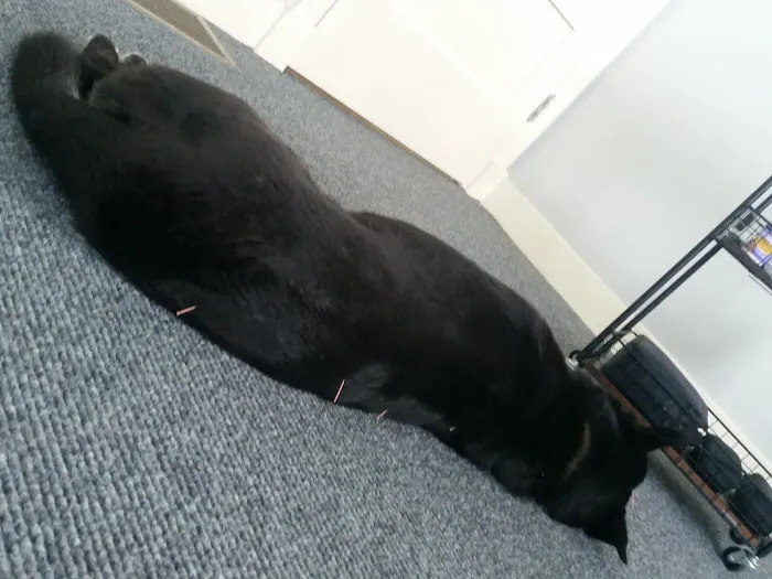 Sleepy Dog Veterinary Picture 10