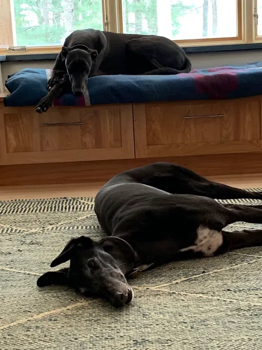 Sleepy Dog Veterinary Picture 7