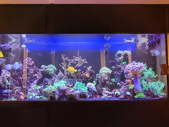 Corals Coral and More Picture 3