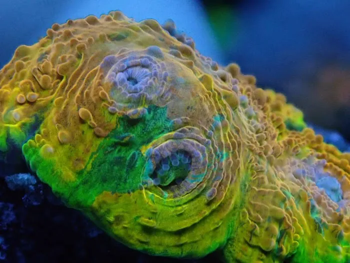 Corals Coral and More Picture 2