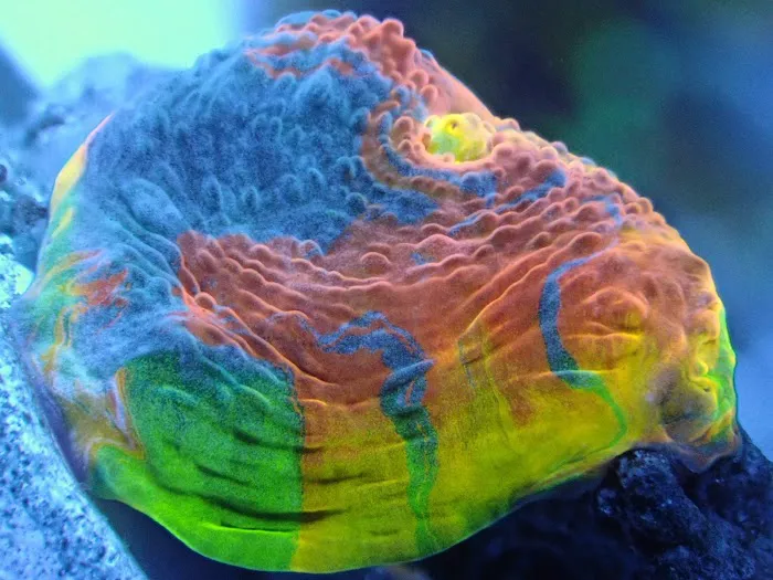 Corals Coral and More Picture 5