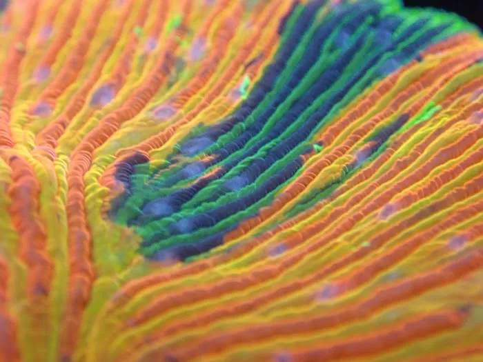 Corals Coral and More Picture 10