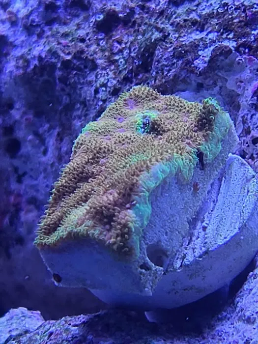 Corals Coral and More Picture 8