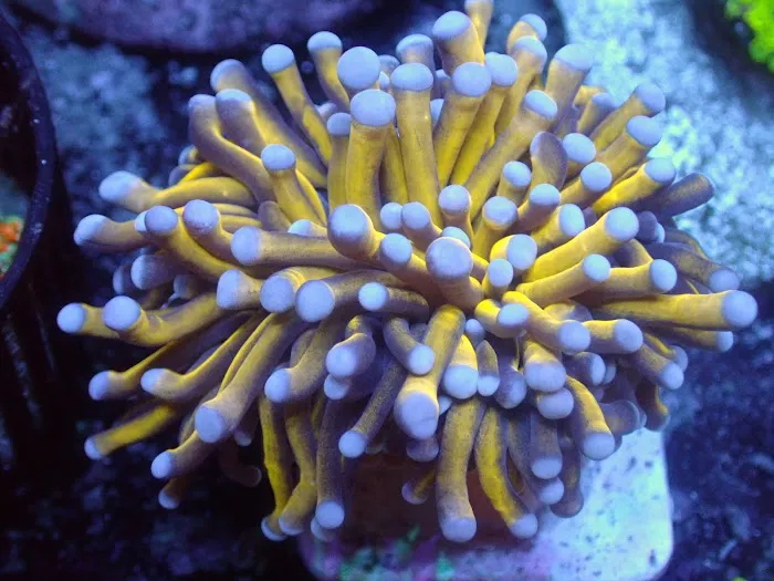 Corals Coral and More Picture 9