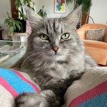 Porter Square Veterinarian