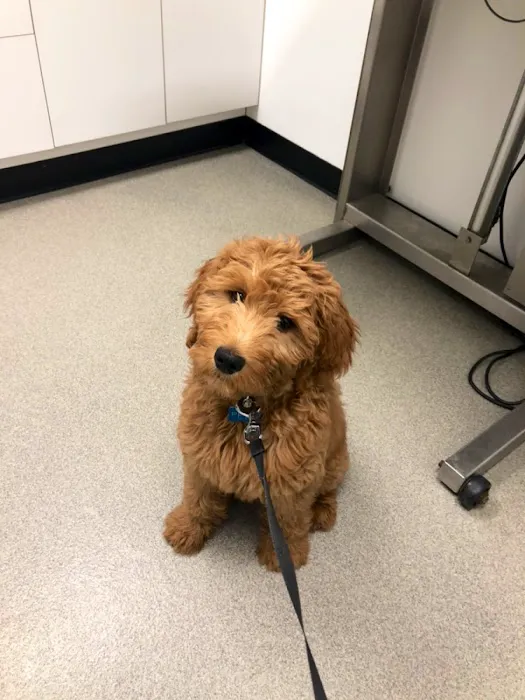 Porter Square Veterinarian Picture 4