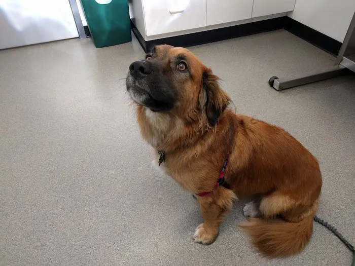Porter Square Veterinarian Picture 9