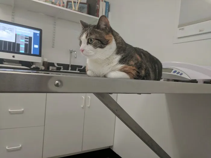 Porter Square Veterinarian Picture 10