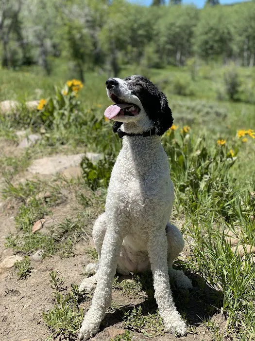 Country Haven Standard Poodles Picture 2