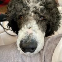 Country Haven Standard Poodles ico