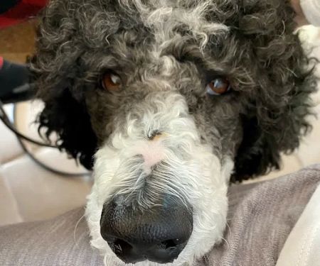 Country Haven Standard Poodles