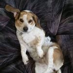 Polo Veterinary Services