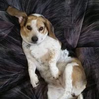 Polo Veterinary Services ico