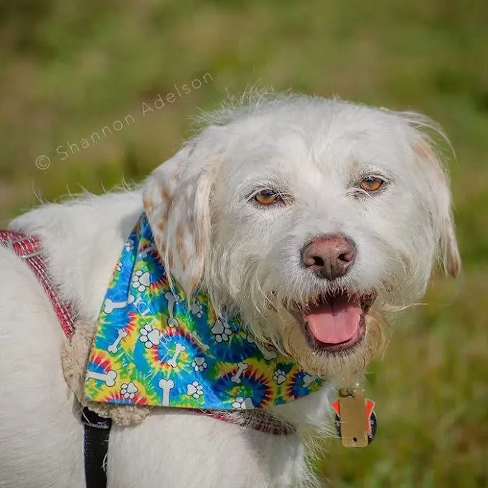 Polo Veterinary Services Picture 4