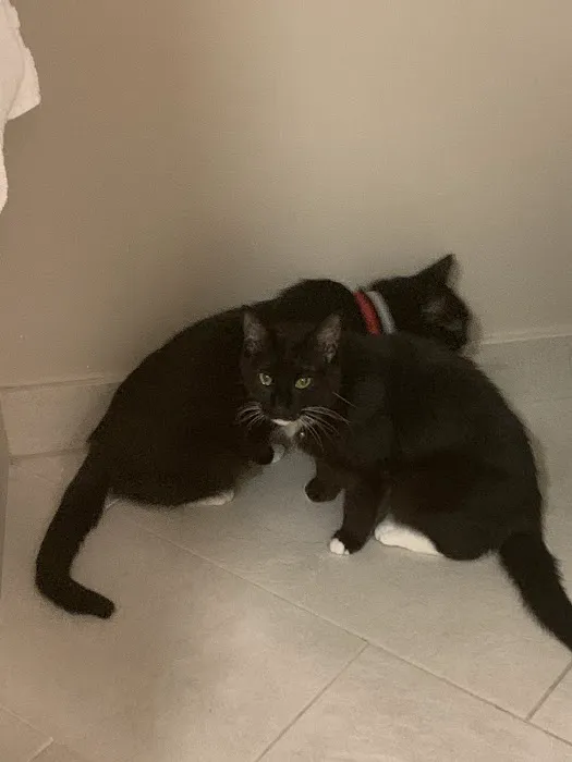 Berlin Township Animal Hospital Picture 1
