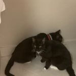 Berlin Township Animal Hospital