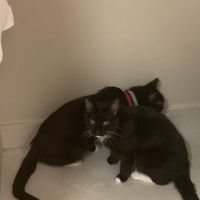 Berlin Township Animal Hospital ico