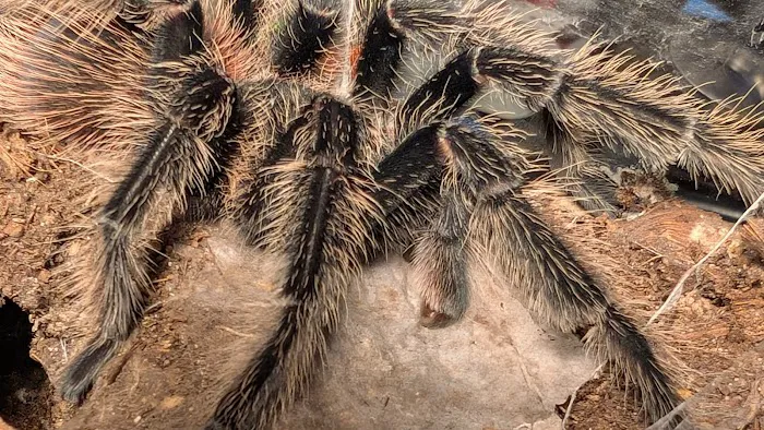 Great Basin Serpentarium Picture 6