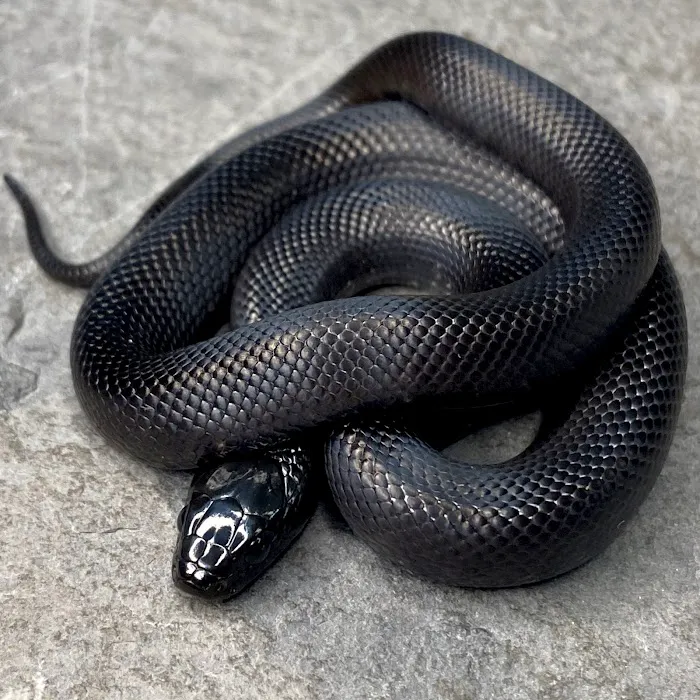 Great Basin Serpentarium Picture 7