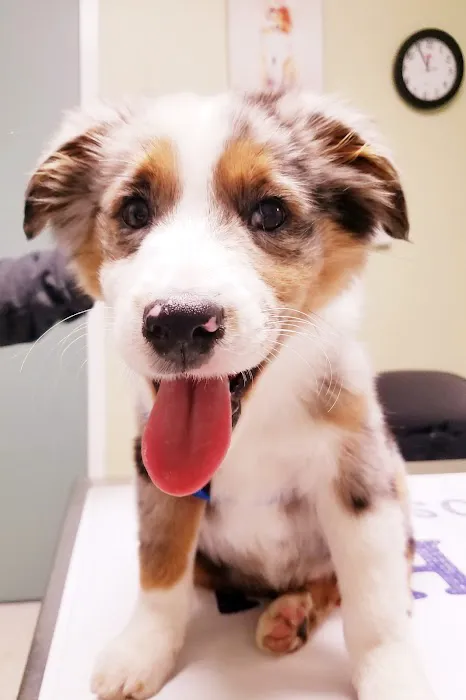 Cherry Hill Animal Hospital Picture 4