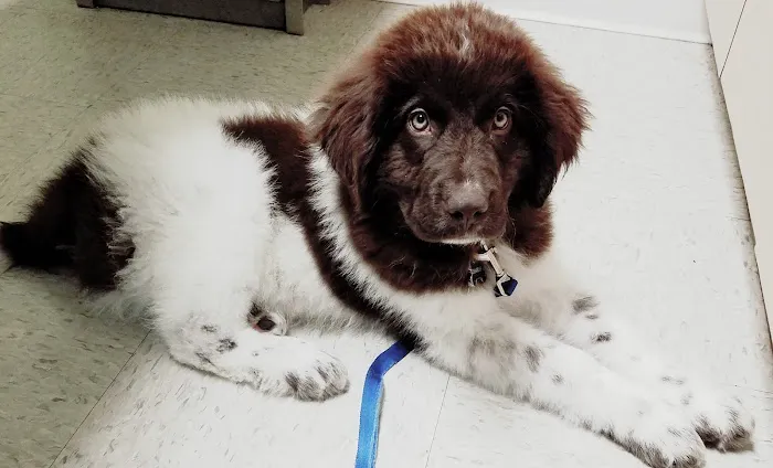 Cherry Hill Animal Hospital Picture 2