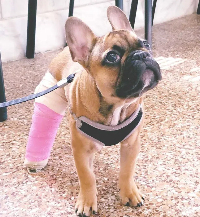 Cherry Hill Animal Hospital Picture 7